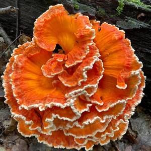 Meet your Posher, Asher